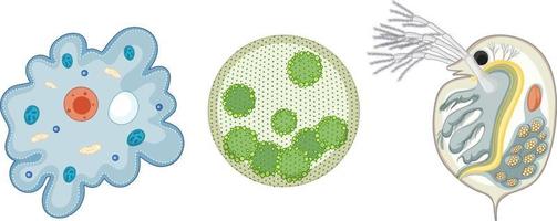 ensemble d'organisme unicellulaire isolé sur fond blanc vecteur
