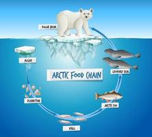 concept de diagramme de chaîne alimentaire arctique vecteur