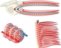 diagramme montrant les grilles d'un poisson vecteur