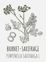 vecteur dessins de burnet saxifrage. main tiré illustration. Latin Nom pimpinella saxifraga l.