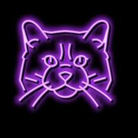 ragdoll chat mignonne animal de compagnie néon lueur icône illustration vecteur
