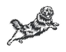 bernois Montagne chien vecteur illustration, chien vecteur noir sur blanc Contexte