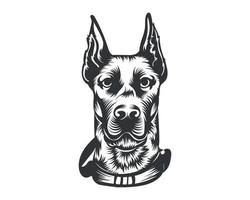 dobermann chien race vecteur illustration blanc Contexte
