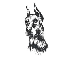 dobermann chien race vecteur illustration blanc Contexte