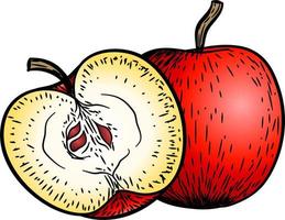 illustration vectorielle de pomme fruit. illustration de gravure de croquis dessinés à la main d'aliments biologiques gravés. pomme blanche noire isolée sur fond blanc. vecteur