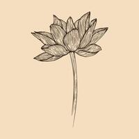 lotus fleur vecteur illustration avec ligne art