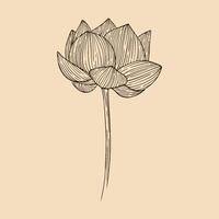 lotus fleur vecteur illustration avec ligne art