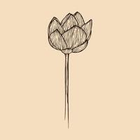 lotus fleur vecteur illustration avec ligne art