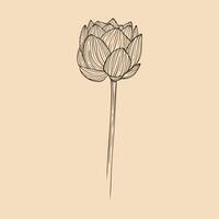 lotus fleur vecteur illustration avec ligne art