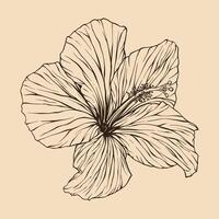 hibiscus fleur vecteur illustration avec ligne art