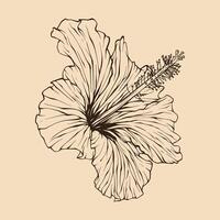 hibiscus fleur vecteur illustration avec ligne art