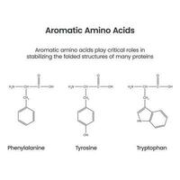 aromatique aminé acides biochimie science vecteur infographie