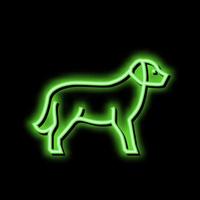 d'or retriever chien néon lueur icône illustration vecteur