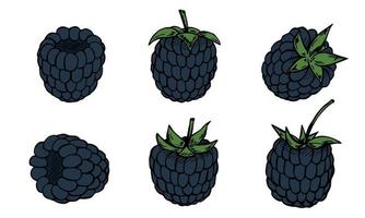 ensemble vectoriel de cliparts blackberry. icône de baies dessinées à la main. illustration de fruits. pour l'impression, le web, le design, la décoration, le logo.
