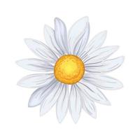Marguerite fleur été dessin animé vecteur illustration