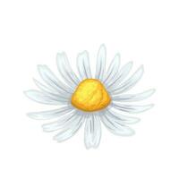 Marguerite fleur été dessin animé vecteur illustration
