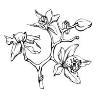 main tiré vecteur encre orchidée fleurs et branches, monochrome, détaillé contour. cercle couronne composition. isolé sur blanc Contexte. conception pour mur art, mariage, imprimer, tatouage, couverture, carte.
