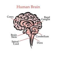 Humain cerveau structure médical éducation vecteur illustration