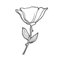 main tiré griffonnage fleurs. ensemble de croquis de différent été fleurs. rose, tulipe, dahlia, lis, camomille et feuilles ligne art. vecteur illustration