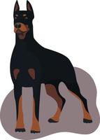 dessin animé permanent dobermann dans plat vecteur style isolé sur blanc Contexte. national animal