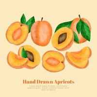 Abricots dessinés à la main de vecteur