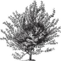 illustrations vintages d'arbre d'aubépine écarlate vecteur
