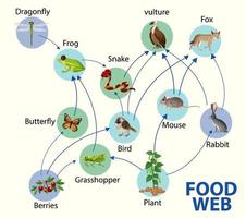 concept de diagramme de chaîne alimentaire vecteur