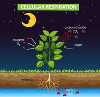 diagramme montrant le processus de respiration cellulaire vecteur