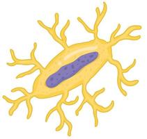 à l'intérieur le OS - ostéocyte cellule vecteur