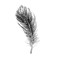 plumes sur fond blanc. style de croquis dessiné à la main. vecteur