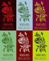 ensemble de vecteur dessins de une sauvage rose, français Rose dans divers couleurs. main tiré illustration. Latin Nom Rosa Gallica l.