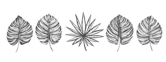 tropical paume feuilles conception modèle. vecteur