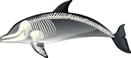 Anatomie du squelette de dauphin isolé sur fond blanc vecteur