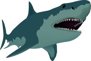 vecteur illustration de une requin