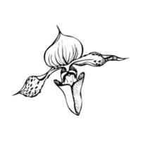 main tiré vecteur encre orchidée, monochrome, détaillé contour. fermer dessin de Célibataire Vénus pantoufle fleur. isolé sur blanc Contexte. conception pour mur art, mariage, imprimer, tatouage, couverture, carte.