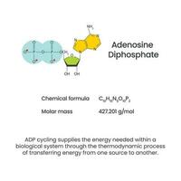 adénosine diphosphate adp science vecteur infographie