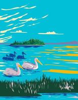 pélicans dans astotine Lac dans wapiti île nationale parc dans alberta Canada wpa affiche art vecteur