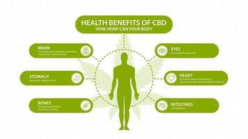 avantages de CBD de chanvre pour votre corps, affiche blanche avec inphographique et silhouette du corps humain. bienfaits pour la santé du cannabidiol cbd du cannabis, du chanvre, de la marijuana, effet sur le corps vecteur