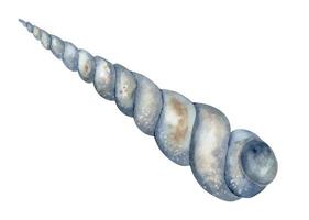 aquarelle spirale coquillage sur isolé Contexte. main tiré illustration de mer coquille pour conception dans océanique style. dessin de coquillage. esquisser de sous-marin faune dans pastel bleu couleurs pour icône vecteur