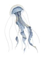 aquarelle illustration de gelée poisson sur isolé Contexte. main tiré esquisser de méduse dans pastel bleu couleurs. sous-marin océan animal. esquisser de sous-marin méduse pour icône ou logo. coloré peindre vecteur