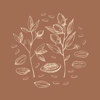 cacao ensemble. main tiré cacao haricot vecteur, esquisser de feuilles et cacao arbre.parties de les plantes. biologique la conception des produits élément. griffonnage pour café, boutique, menu, produits de beauté. pour étiqueter, logo, emblème, symbole vecteur
