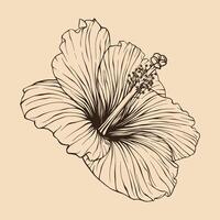 hibiscus fleur vecteur illustration avec ligne art