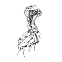 mer méduse stylisé. isolé objet tiré par main dans graphique technique. vecteur illustration pour été, nautique et plage décoration et conception.