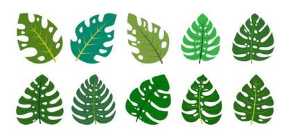 monstera feuilles conception vecteur illustration