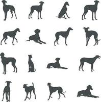 azawakh chien silhouettes, azawakh silhouette, azawakh chien svg, azawakh chien vecteur