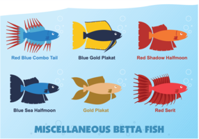 Vecteur de poisson Betta divers