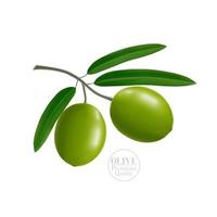 olive beauté et cosmétique élégant illustration. vecteur