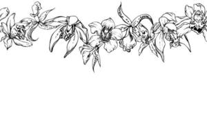 main tiré vecteur encre orchidée fleurs et branches, monochrome, détaillé contour. horizontal sans couture bannière. isolé sur blanc Contexte. conception pour mur art, mariage, imprimer, tatouage, couverture, carte.