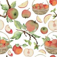 main tiré aquarelle Pomme des fruits dans panier, mûr, plein et tranches rouge et vert. sans couture modèle. isolé objet sur blanc Contexte. conception pour mur art, mariage, imprimer, tissu, couverture, carte. vecteur