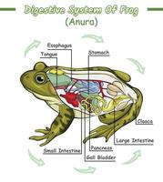 digestif système de grenouille vecteur